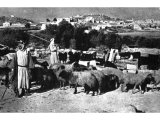 Flocks are still pastured in the traditional Field of the Shepherds, within sight of Bethlehem, about a mile away. An early photograph.